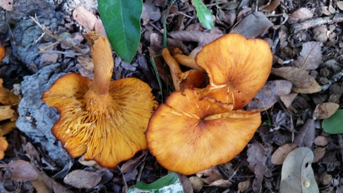 southern jack-o'-lantern