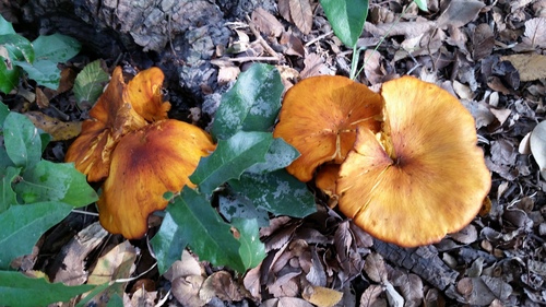 southern jack-o'-lantern