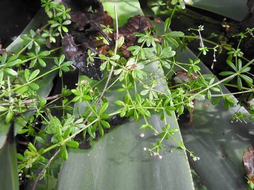 Galium mexicanum ssp. mexicanum