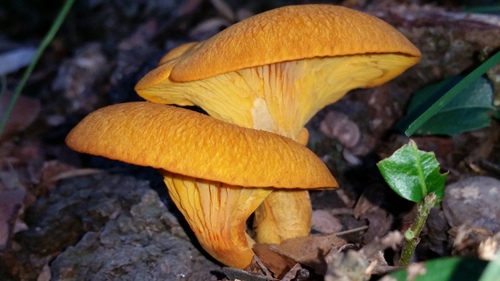 southern jack-o'-lantern