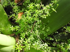 Galium mexicanum mexicanum