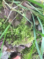 Bryophyta
