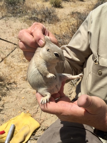 Mohave Ground Squirrel photographed in California