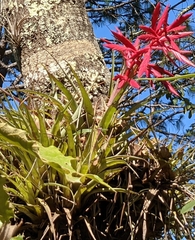 Tillandsia gymnobotrya