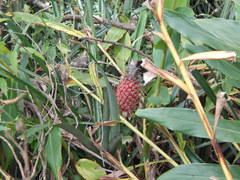 Ananas comosus bracteatus