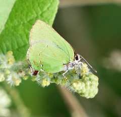 Cyanophrys herodotus