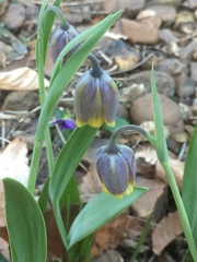 Fritillaria uva-vulpis