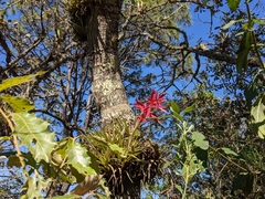 Tillandsia gymnobotrya