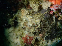 Phorbas californianus
