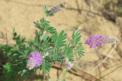 Dalea villosa