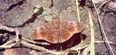 Pellicia costimacula