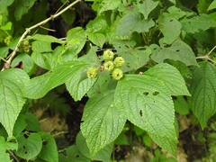 Lippia umbellata