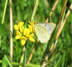 Colias vauthierii