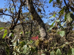 Tillandsia gymnobotrya