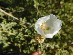 Sphaeralcea fulva