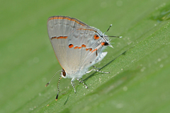 Ministrymon azia