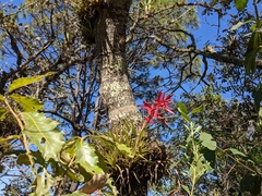Tillandsia gymnobotrya