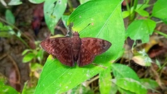 Pellicia dimidiata dimidiata