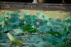 Nelumbo nucifera