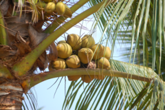 Cocos nucifera