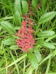 Cissus biformifolia