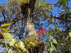 Tillandsia gymnobotrya