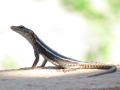 Platysaurus intermedius rhodesianus