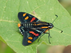 Mimoniades versicolor