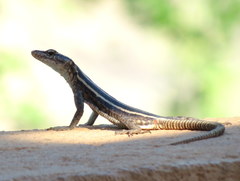 Platysaurus intermedius rhodesianus