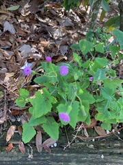 Emilia sonchifolia image