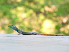 Platysaurus intermedius rhodesianus
