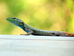 Platysaurus intermedius rhodesianus