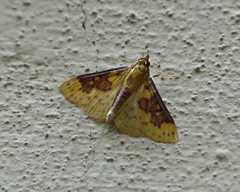 Polygrammodes ponderalis
