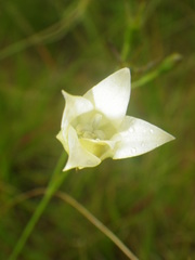 Wahlenbergia pallidiflora