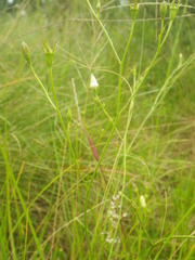 Wahlenbergia pallidiflora