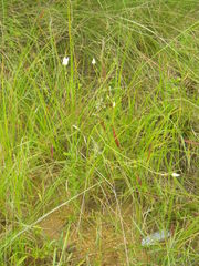 Wahlenbergia pallidiflora