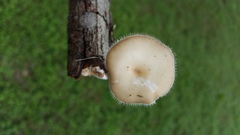 Lentinus flexipes