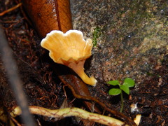 Podoscypha petalodes