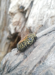 Gymnetis stellata