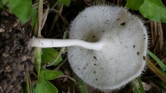 Lentinus flexipes