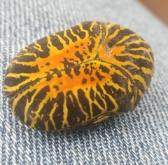Gymnetis stellata