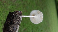 Lentinus flexipes