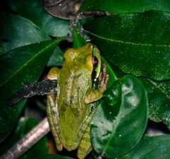 Smilisca cyanosticta