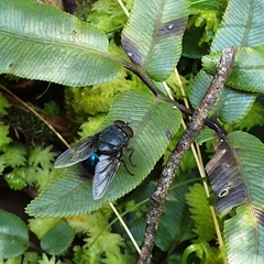 Calliphora quadrimaculata