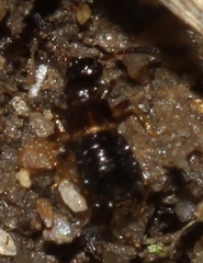 Apocellus sphaericollis