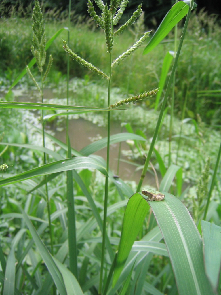 Gray Treefrog Species Complex from Charles County, MD, USA on July 08 ...