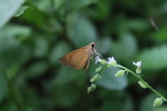 Synapte malitiosa pericles