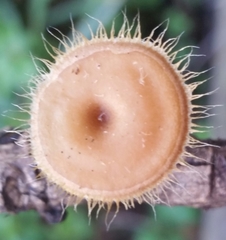 Lentinus flexipes