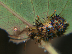 Platypria nigrospinosa