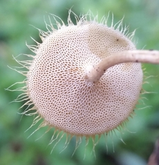 Lentinus flexipes